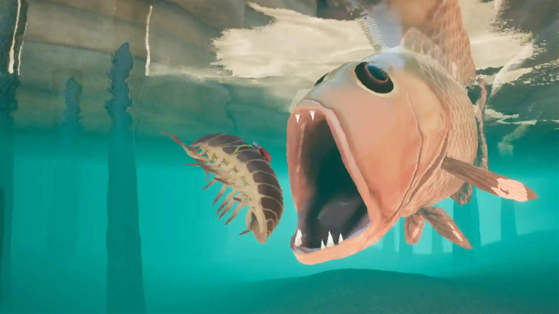 Isopod